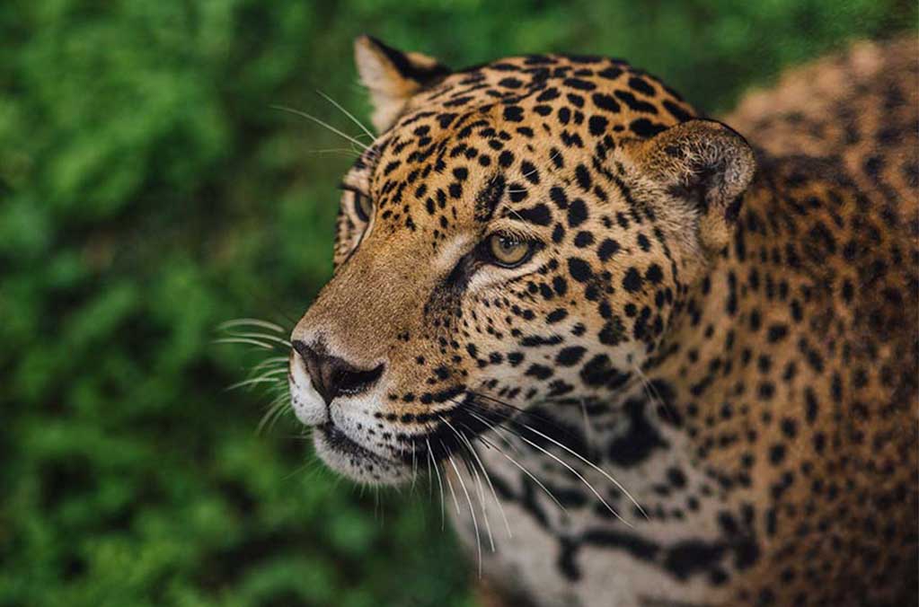 Santuario Jaguar la nueva atracción de Reino Animal 0