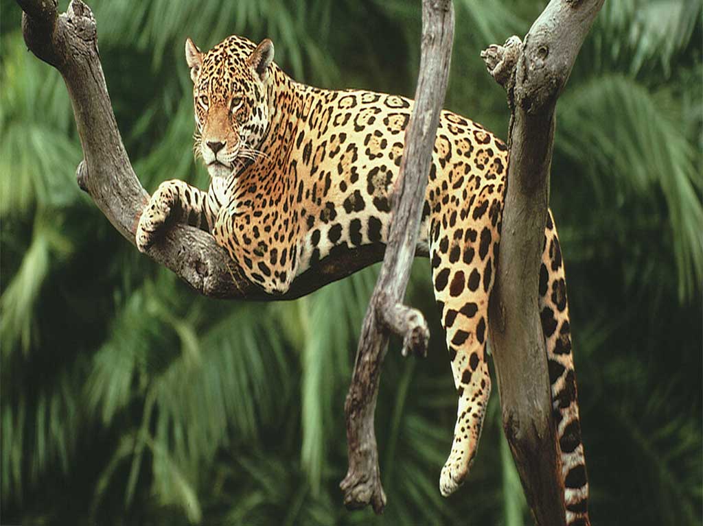Santuario Jaguar la nueva atracción de Reino Animal