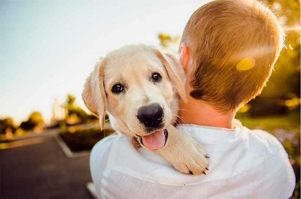 Los perros ya serán oficialmente parte de tu familia, en España 0