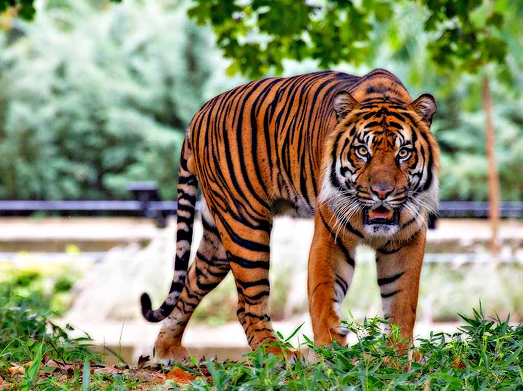 Cuándo inicia el Año Nuevo Chino 2022 y qué animal lo representará, Predicciones del Año del Tigre de agua, LUCES