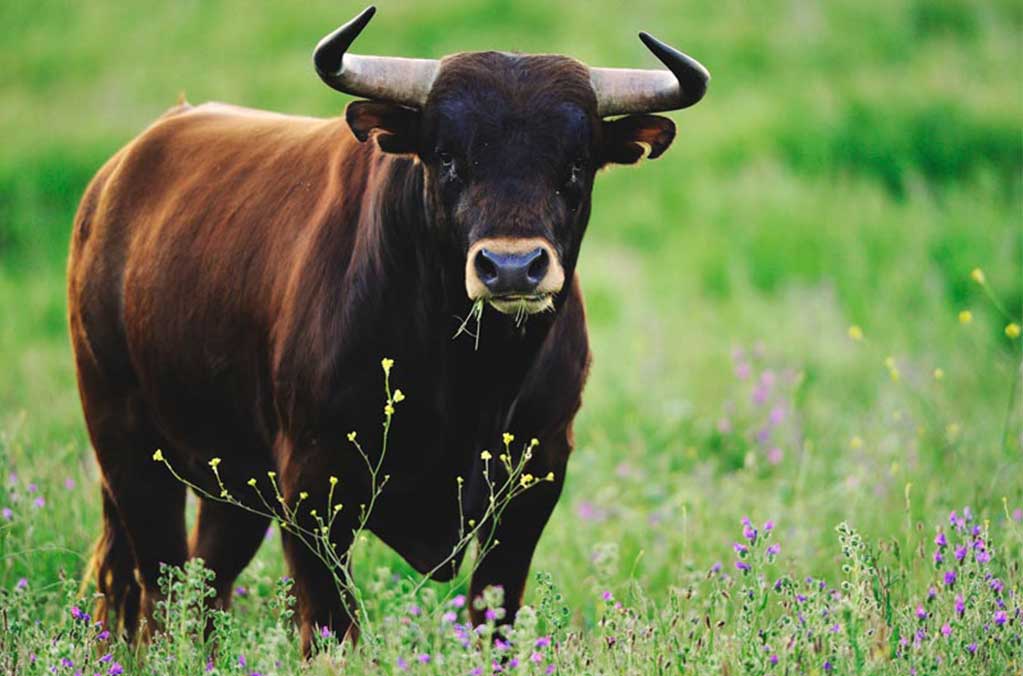 Prohíben las corridas de toros en Sinaloa, el quinto estado en hacerlo 0