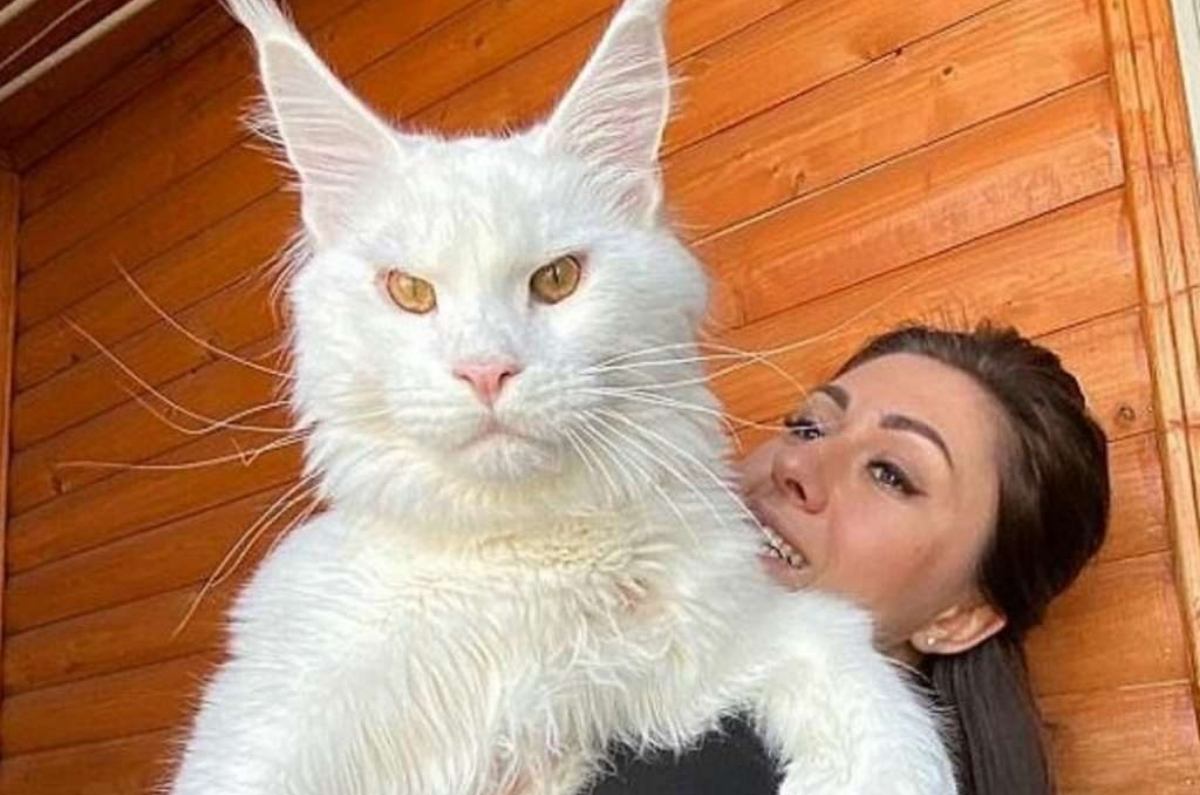 Conoce a Kéfir, el gato más grande del mundo y a otros felinos enormes