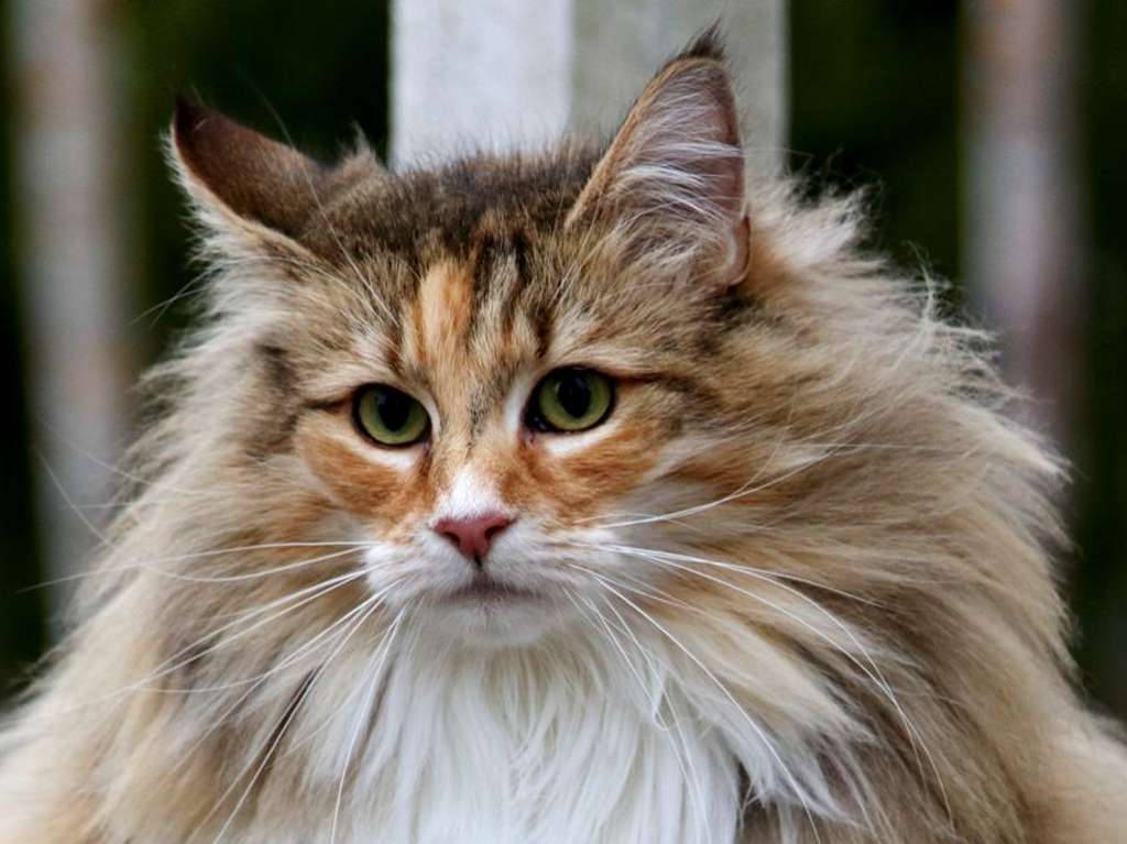 Kéfir es el gato más grande del mundo Bosque de Noruega