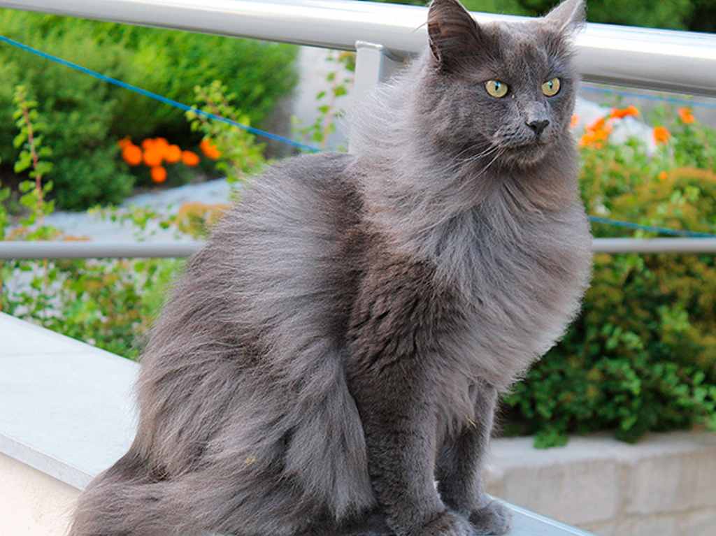 Kéfir Es El Gato Más Grande Del Mundo ¡conoce Al Rey De Michis