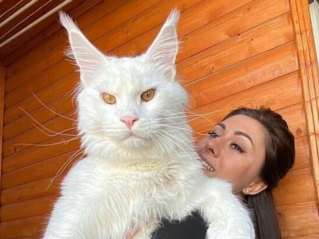 Kéfir es el gato más grande del mundo Portada