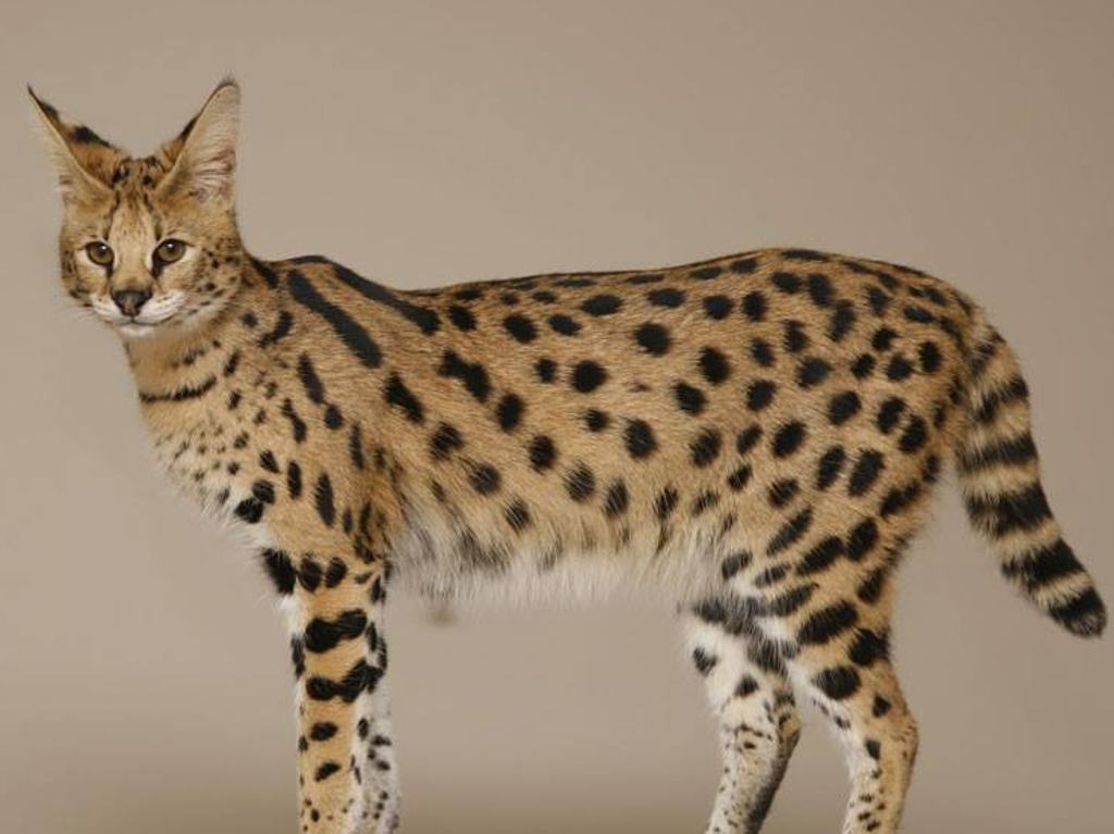 Kéfir es el gato más grande del mundo Savannah