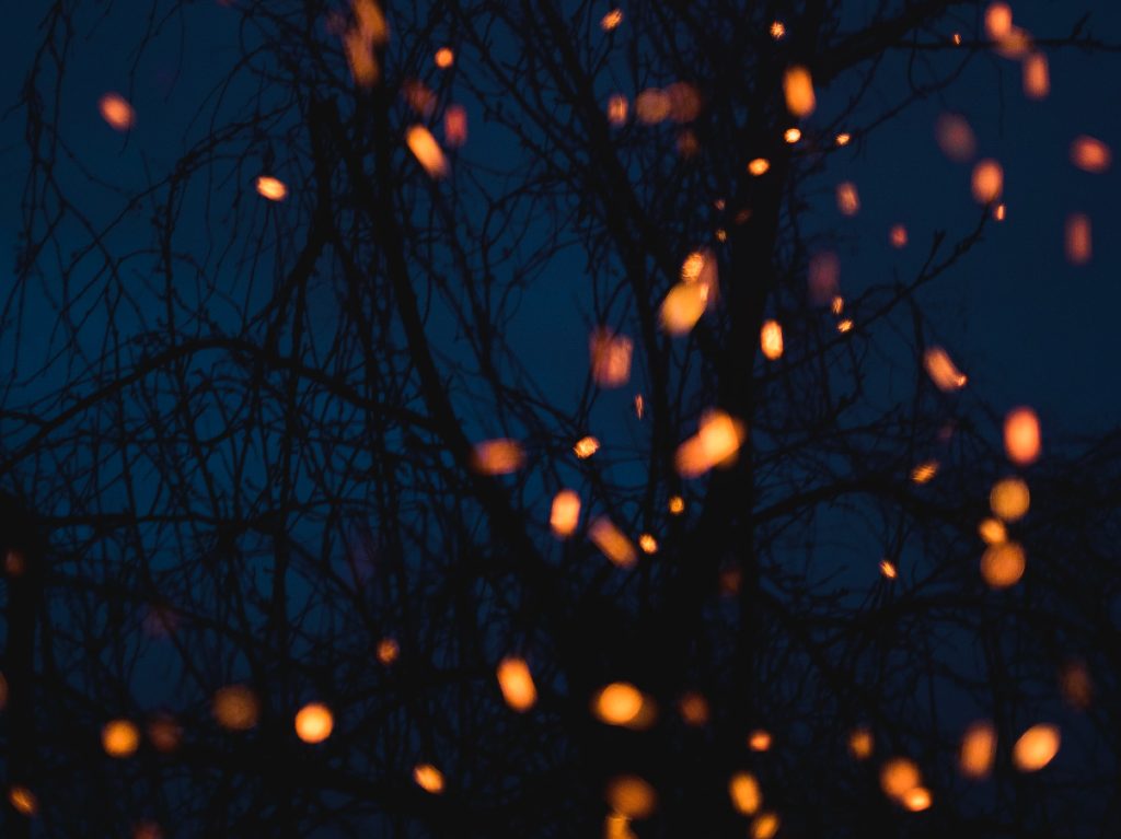 Noche estrellada: luciérnagas regresan al Bosque de Tlalpan