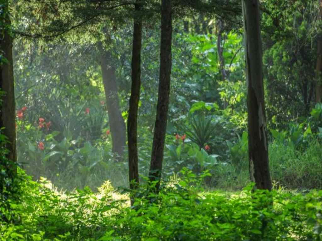 10 lugares verdes poco conocidos que explorar en CDMX Bosque de Tlalpan