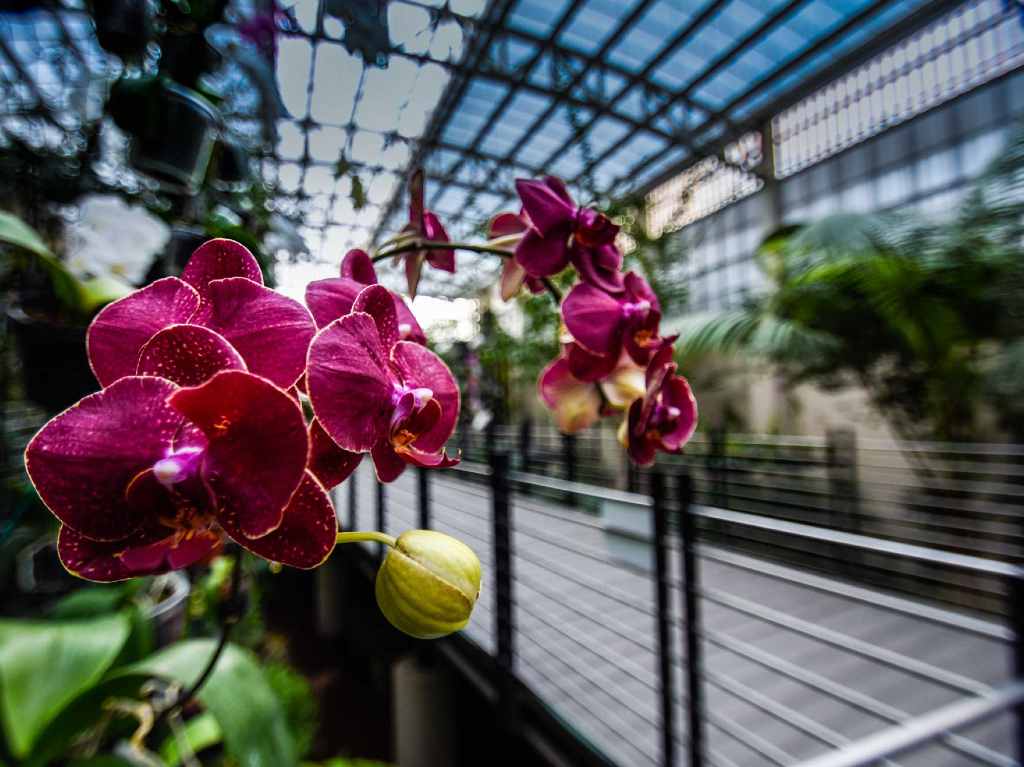 10 lugares verdes poco conocidos que explorar en CDMX Orquideario Parque Bicentenario