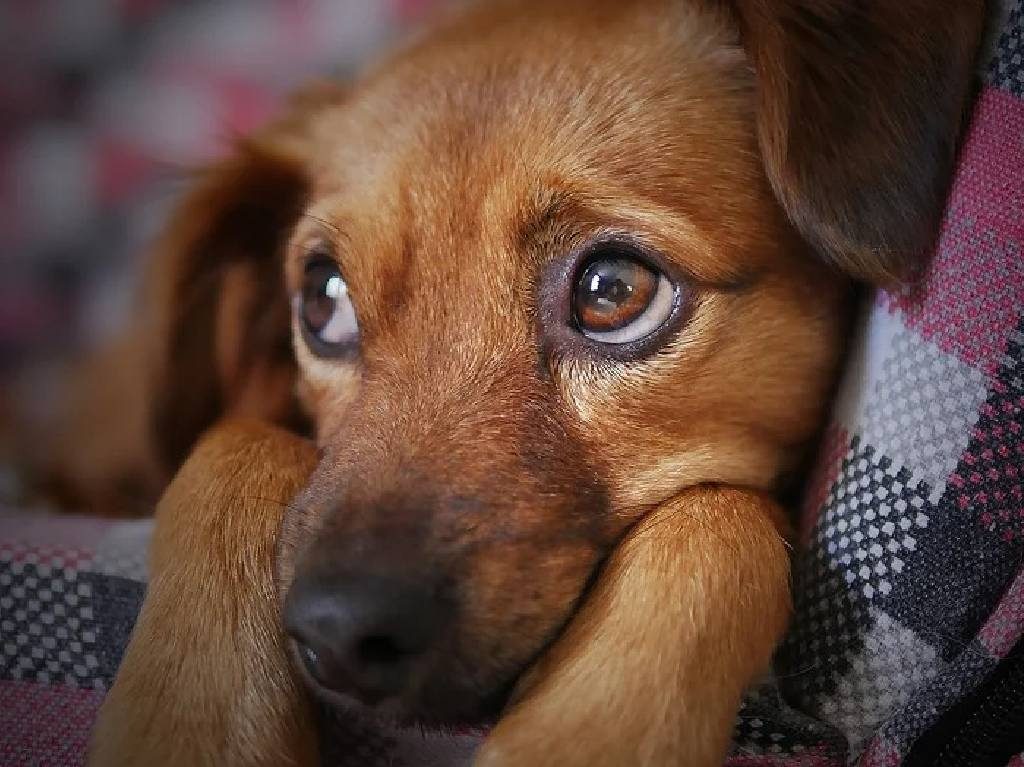 multas por no cuidar bien a tu perro