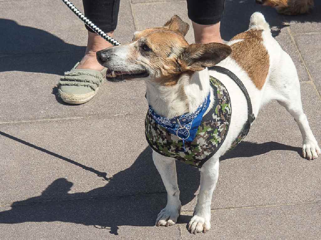 multas por no cuidar bien a tu perro correa