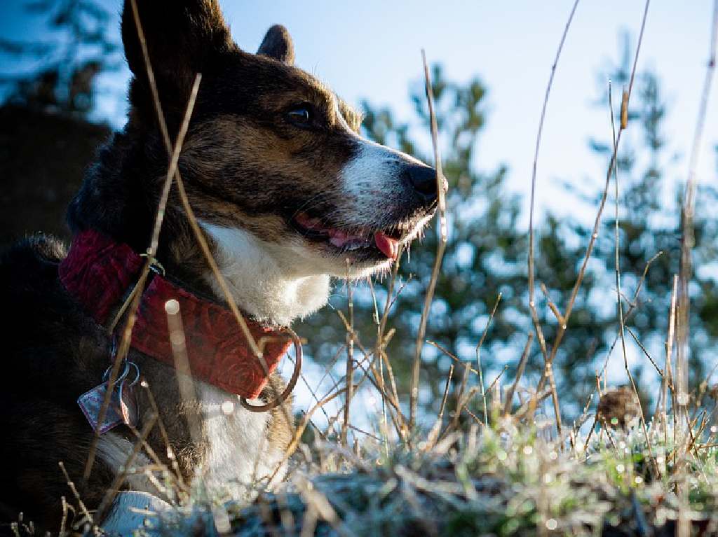 multas-por-no-cuidar-bien-a-tu-perro-mascota