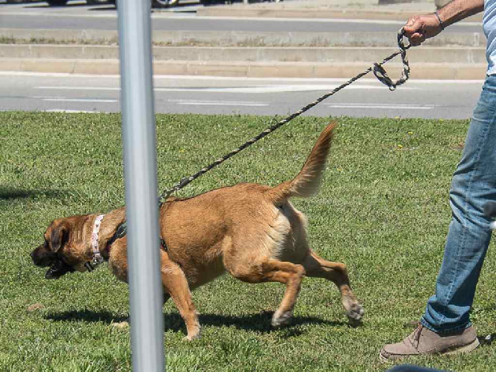 multas por no cuidar bien a tu perro paseo