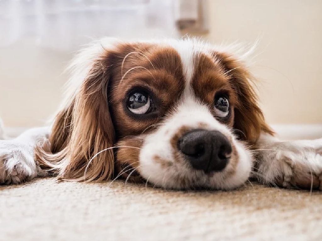 Tamales para perros en CDMX cachorro