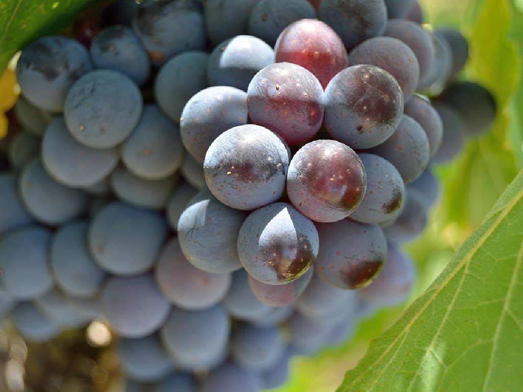 Festival 100 vinos mexicanos 2022 uvas