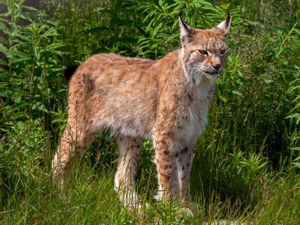 lince en Desierto de los Leones