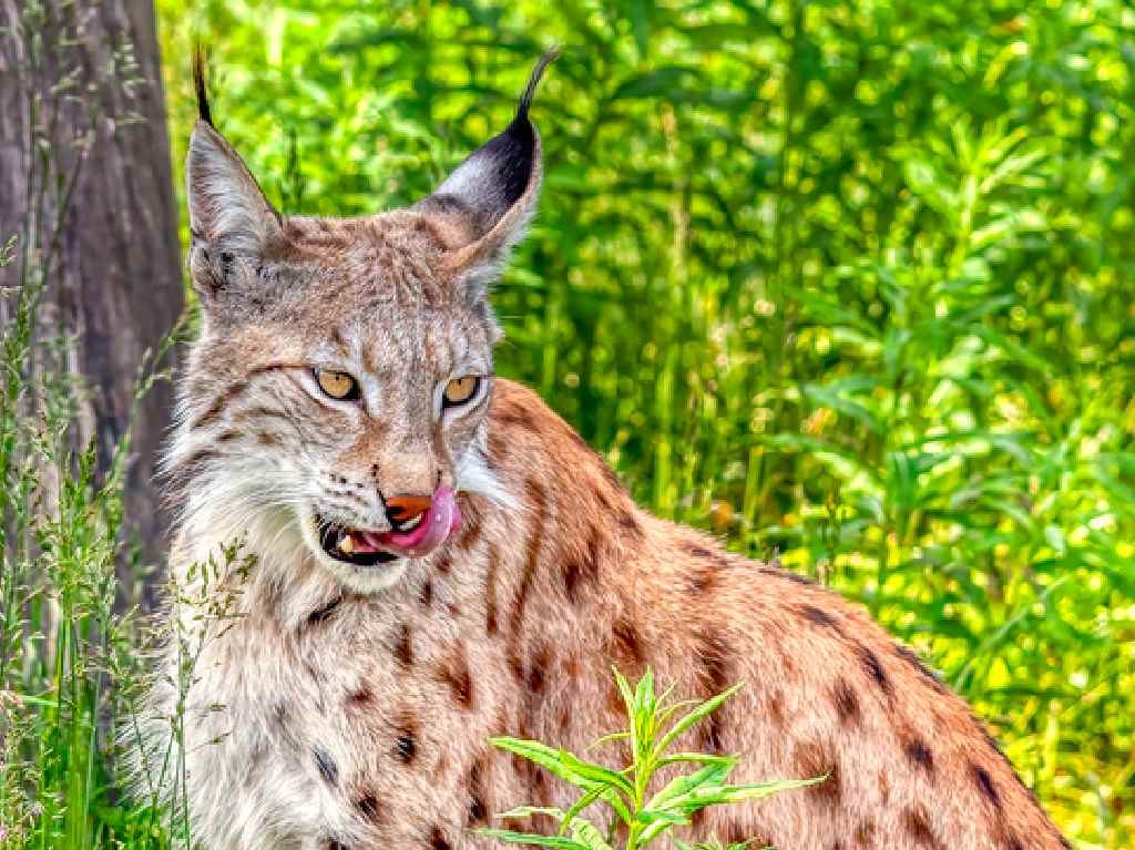 lince en Desierto de los Leones