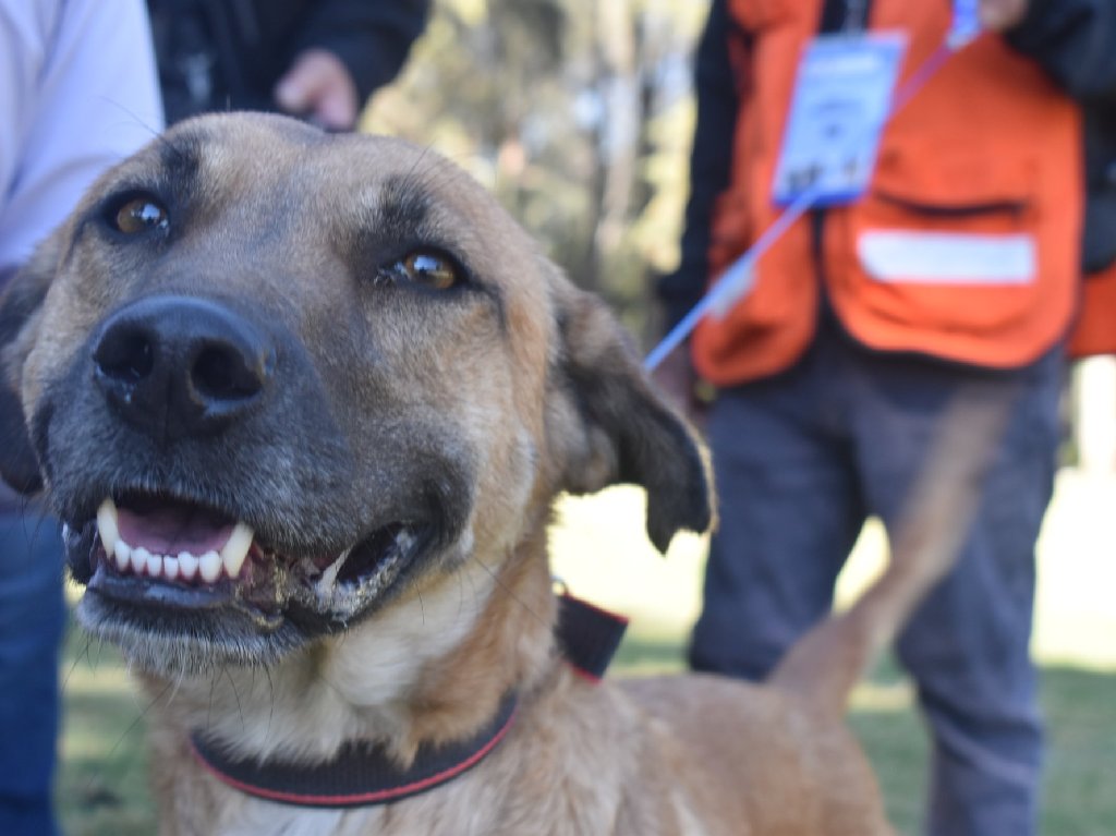 ¡Que ternura! Podrás pagar tus multas o infracciones cuidando perritos lomito