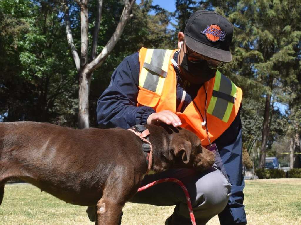 ¡Qué ternura! Podrás pagar tus multas o infracciones cuidando perritos