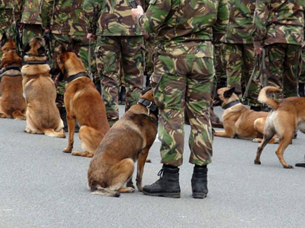 SEDENA dará en adopción perritos jubilados del Ejercito Mexicano militar