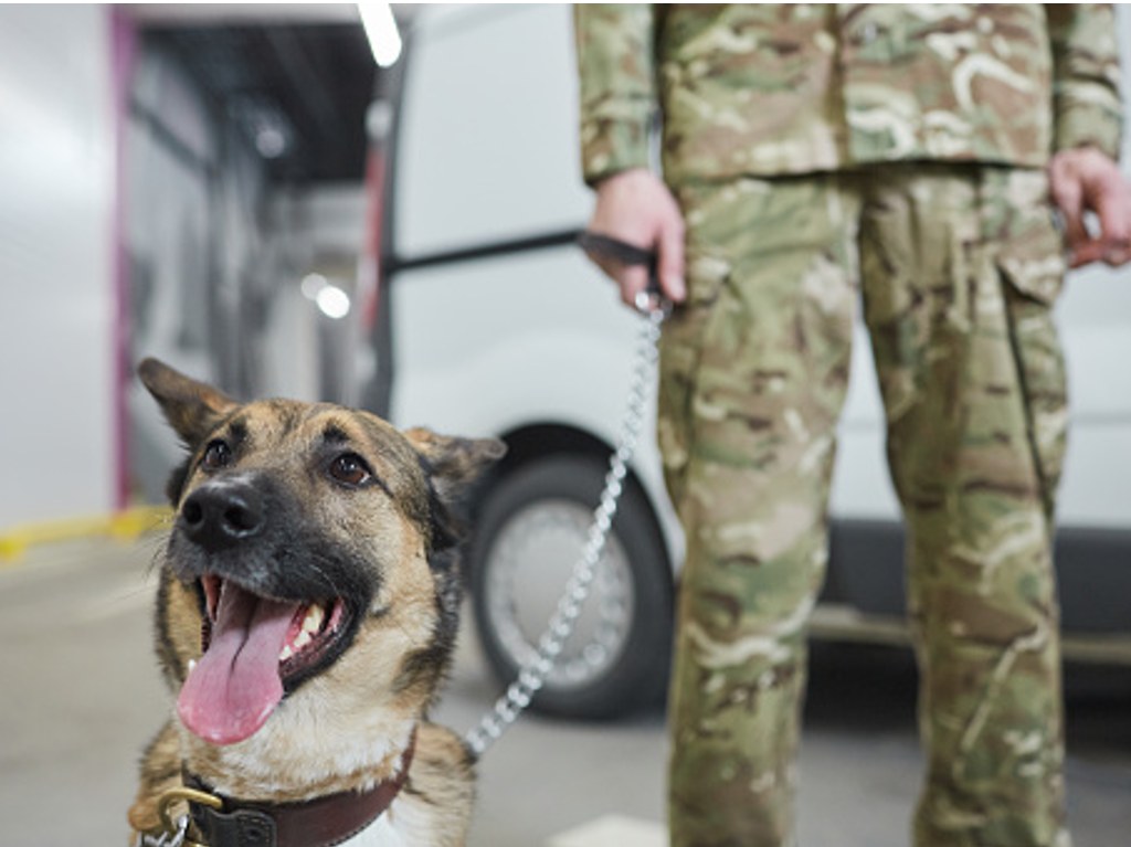 SEDENA dará en adopción perritos jubilados del Ejercito Mexicano