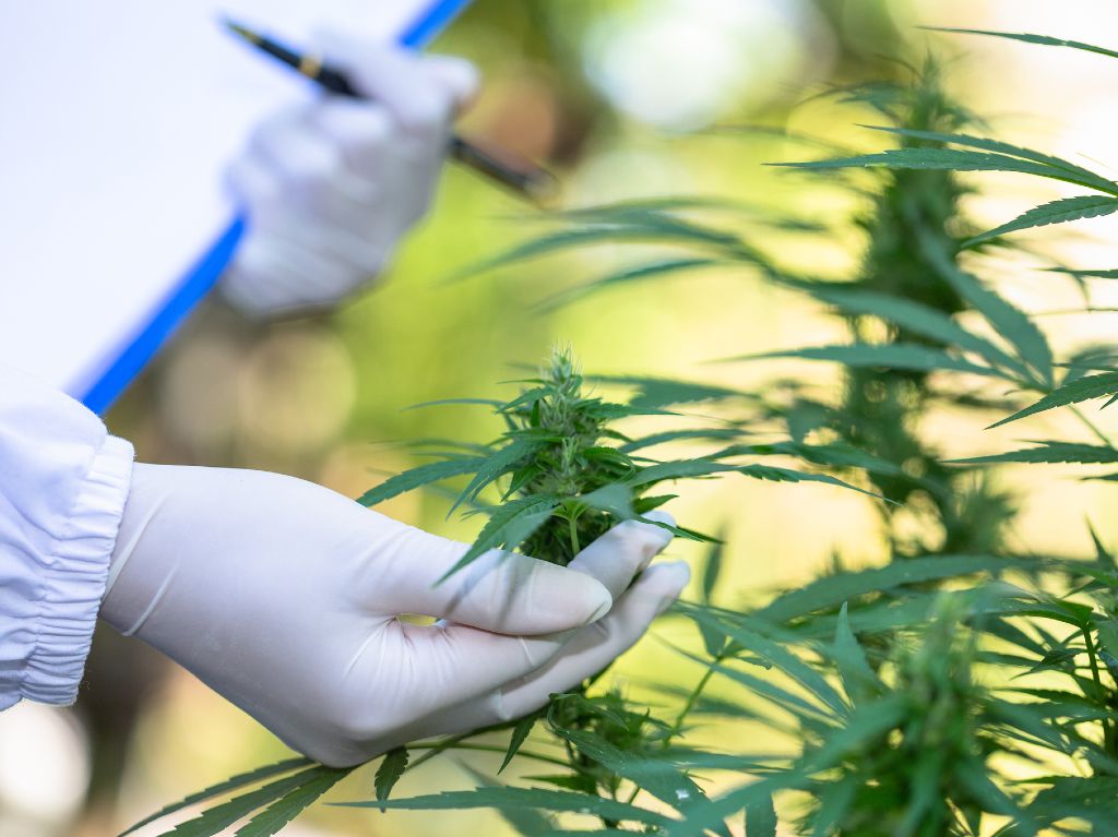 UNAM ofrece diplomado sobre el uso medicinal de la cannabis planta 