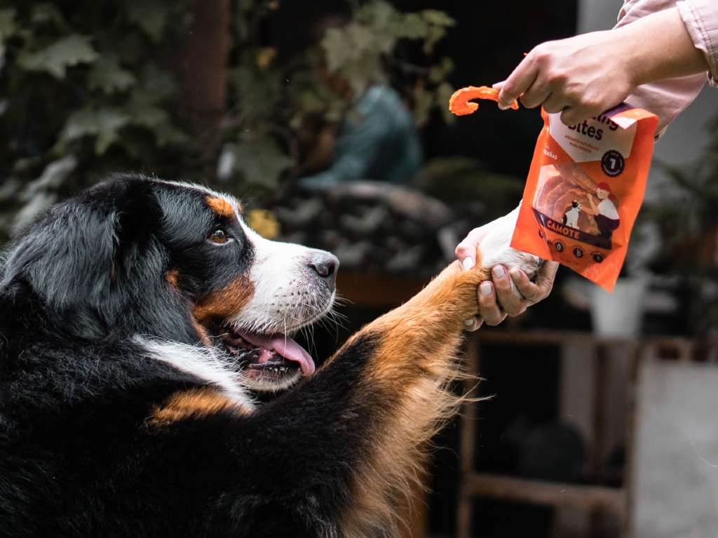 Adopciones y talleres para disfrutar con tu perro en San Carlos Premios caninos