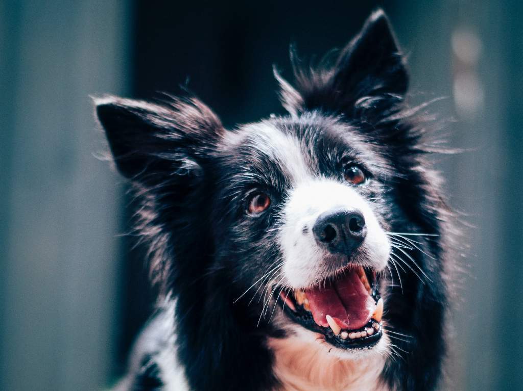 Adopciones y talleres para disfrutar con tu perro en San Carlos Mascotas