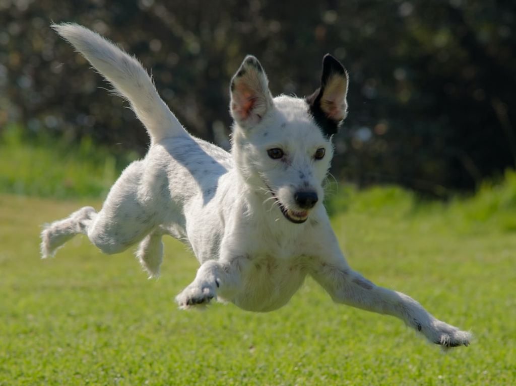 Adopciones y talleres para disfrutar con tu perro en San Carlos Portada