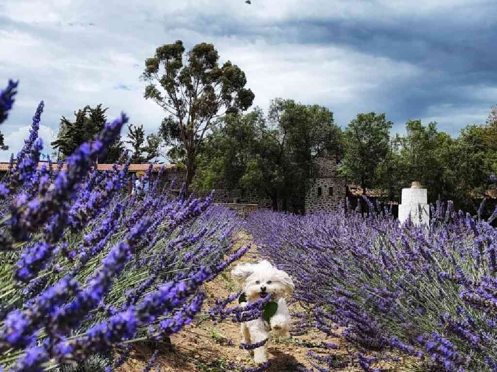 Campos de Flores en México. Campo Lavanda