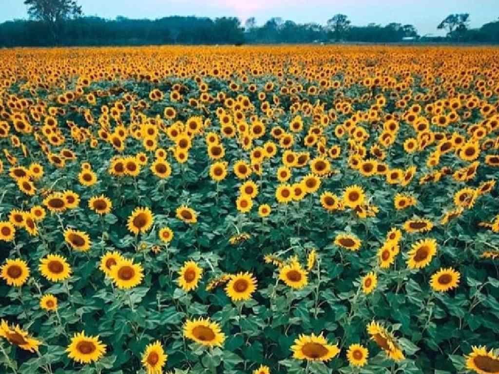 Campos de Flores en México girasoles 