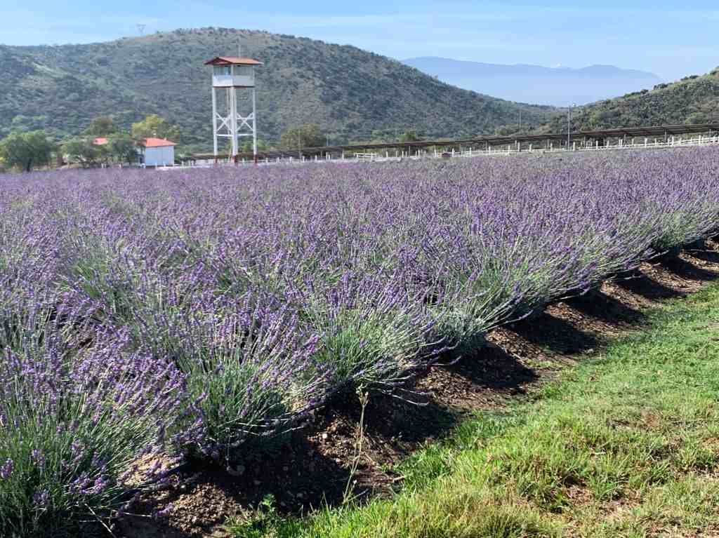 Campos de Flores en México lavanda