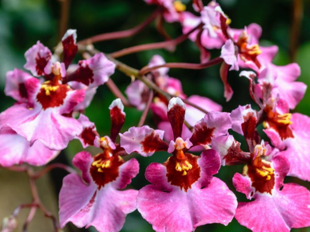Campos de Flores en México orquídeas