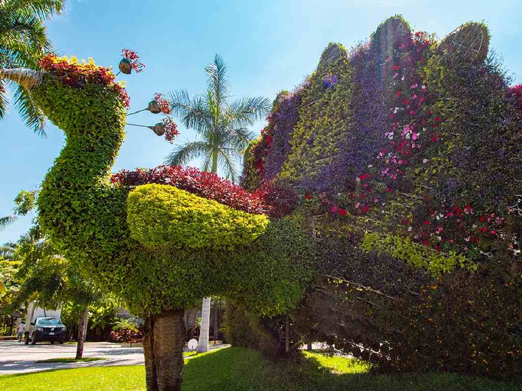 Campos de Flores en México plantas y flores