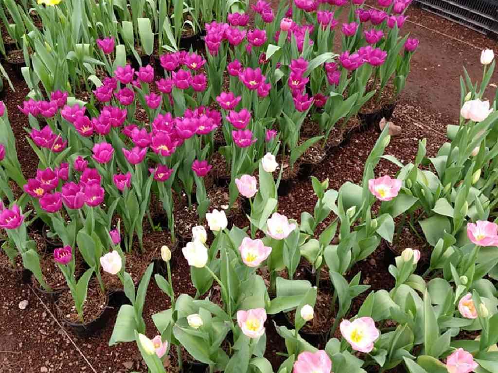 Campos de Flores en México tulipanes