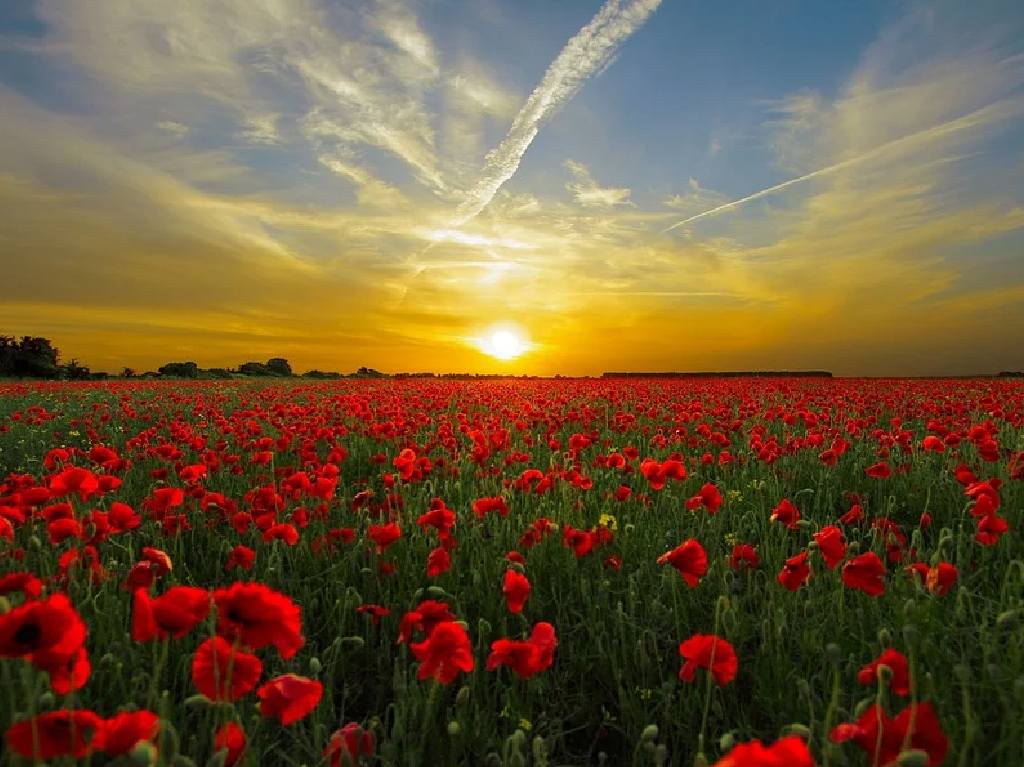 Visita los Campos de Flores en México. ¡Mira dónde ir a disfrutarlos!