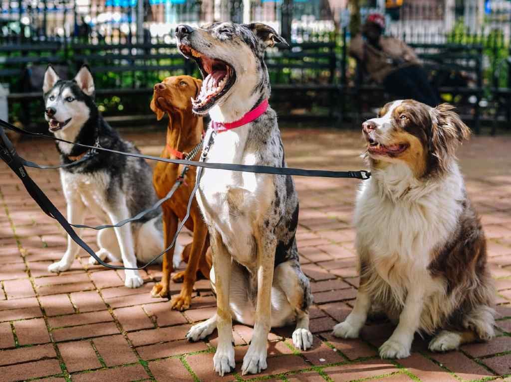 Can Fest 2022 en CDMX: esterilización y vacunación gratis Perros