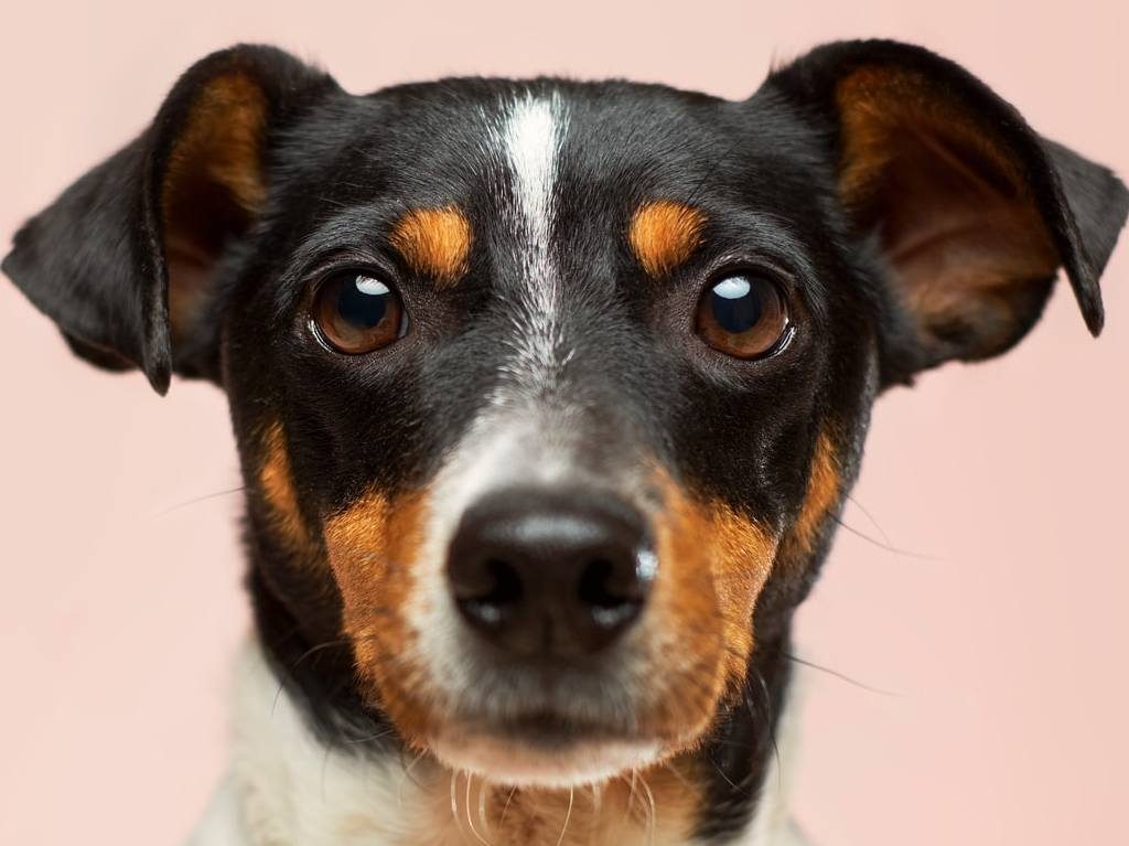 Conoce el Centro Canino del Metro y adopta un amigo Portada