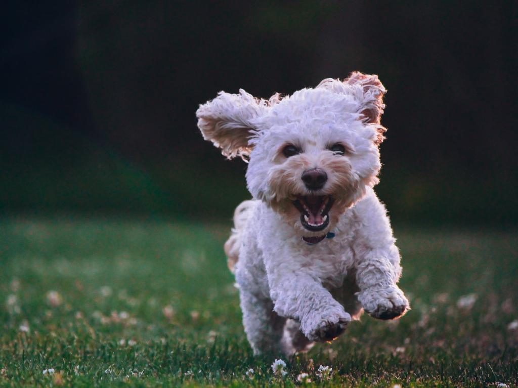 Visita el Complejo Cultural Los Pinos ¡ahora es pet friendly! Mascota