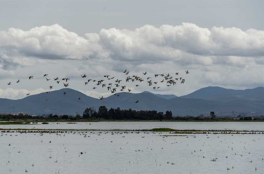 El Lago de Texcoco es declarado nueva Área Natural Protegida 0