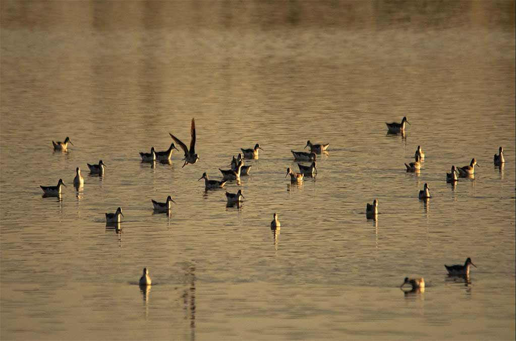 El Lago de Texcoco es declarado nueva Área Natural Protegida 1