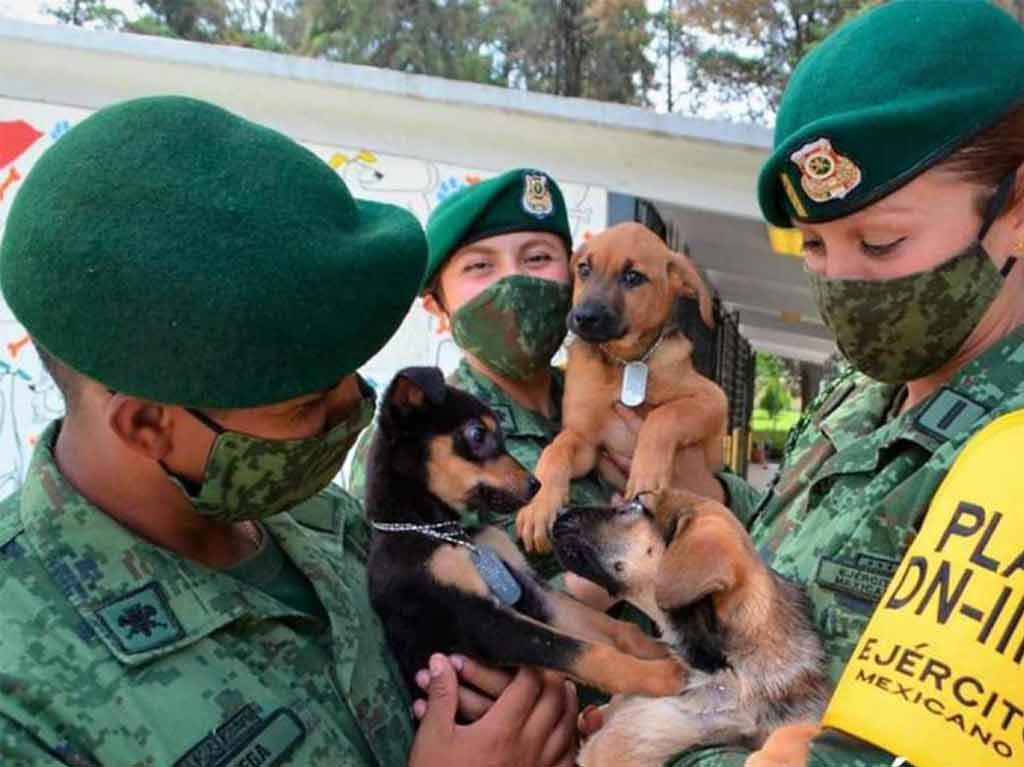 Los perritos de Santa Lucía albergue en el AIFA