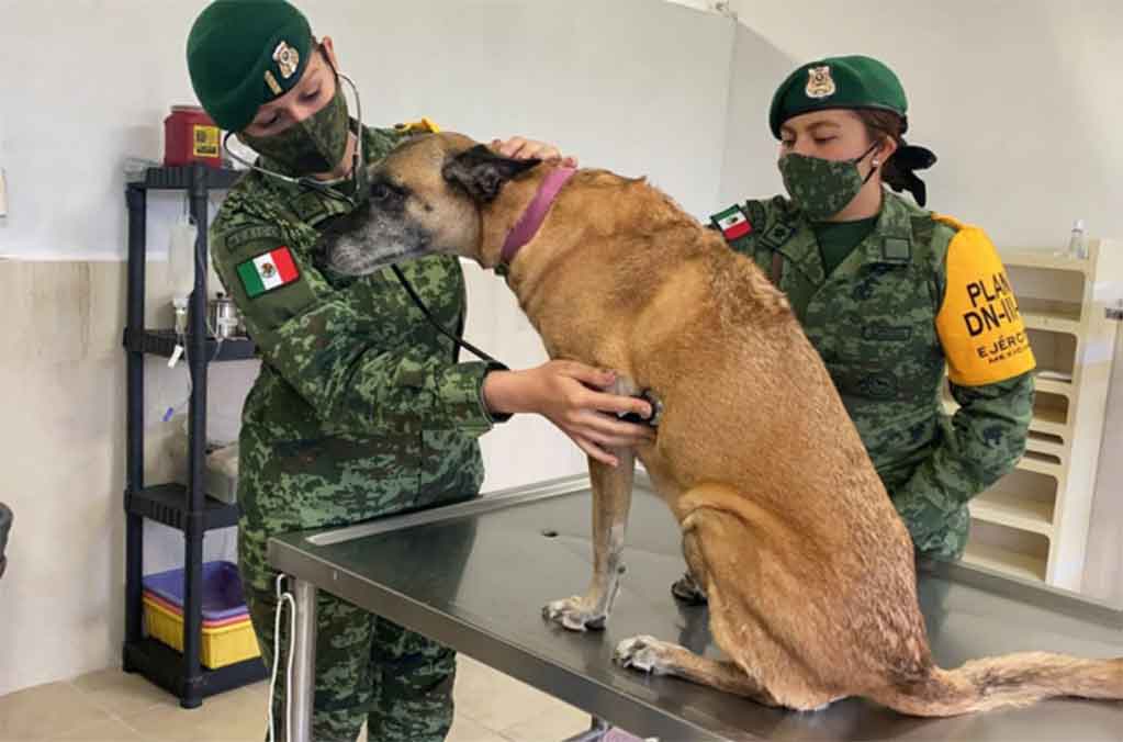 Los perritos de Santa Lucía: nuevo albergue del AIFA ¡adopta a uno! 1