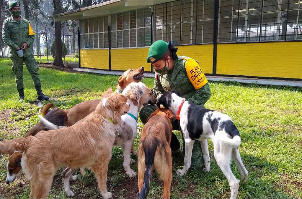 Los perritos de Santa Lucía: nuevo albergue del AIFA ¡adopta a uno! 0