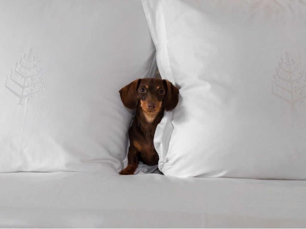 Mascotas consentidas en CDMX: Pampered Puppies es lo nuevo en el Four Seasons