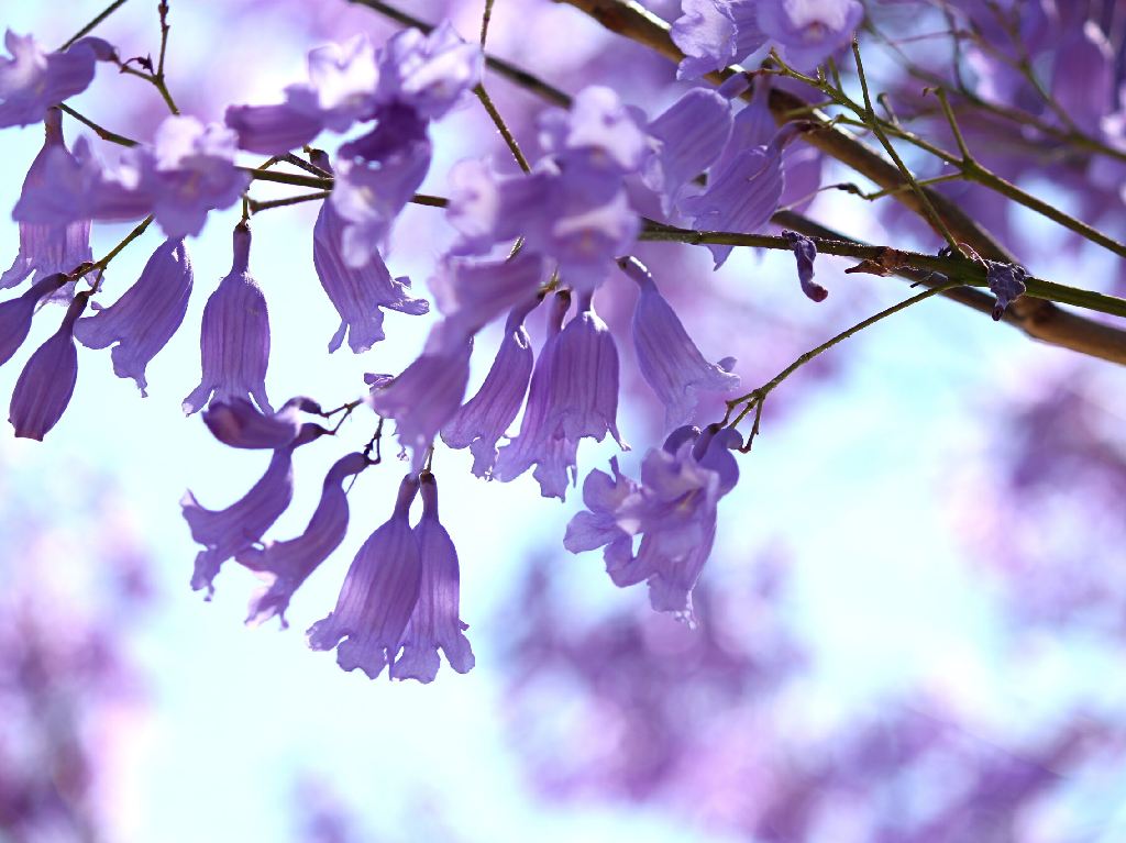 Mira este mapa de Jacarandas en CDMX para saber dónde visitarlas