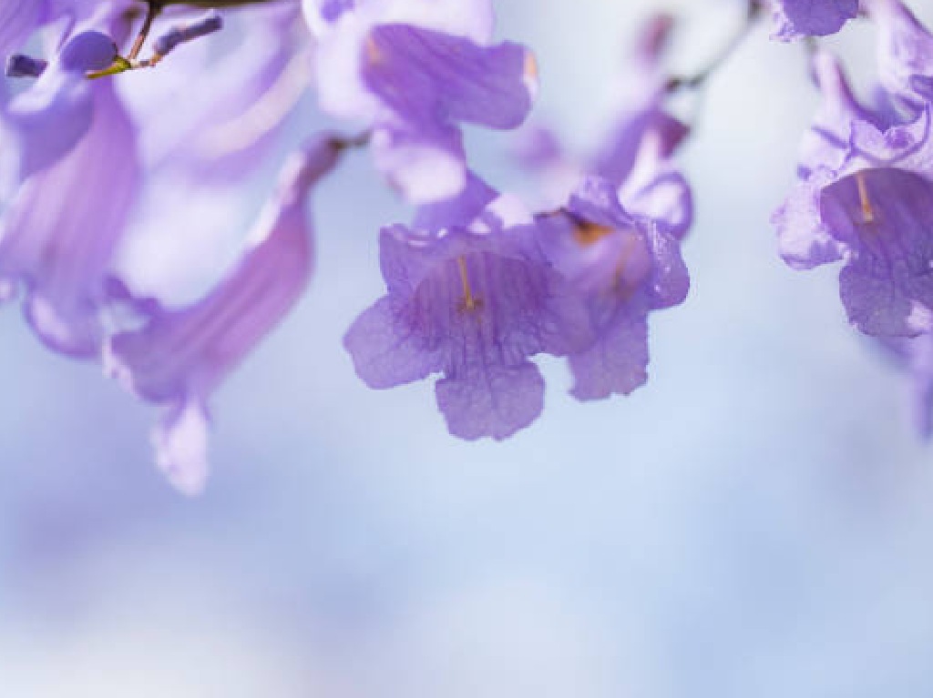 Mira este mapa de Jacarandas en CDMX para saber dónde visitarlas