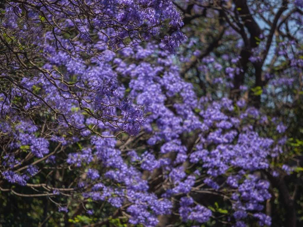 Mira este mapa de Jacarandas en CDMX para saber dónde visitarlas