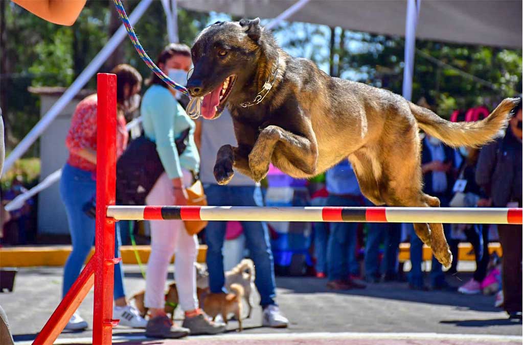 Mundo Animal: el nuevo parque canino más grande de la CDMX 1