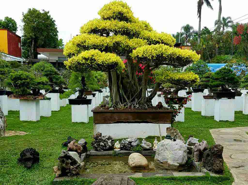 Museo Tatsugoro: bonsáis, jacarandas y más sobre botánica Bonsai